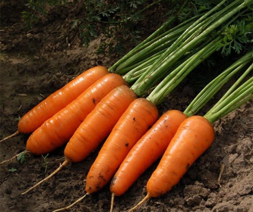 Семена моркови Каскад  F1 1,4-1,6, 1 000 000 с