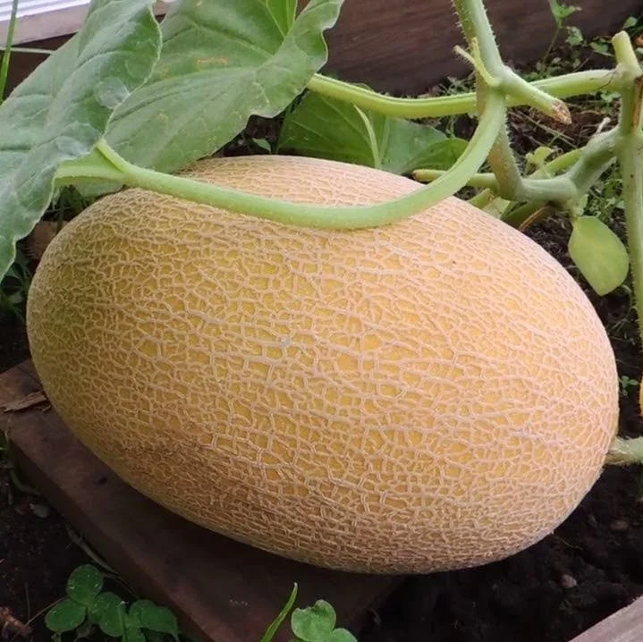 Дакаро F1 500 штук семена дыни