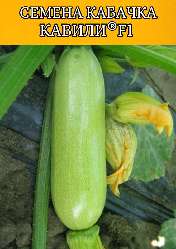 Кавили F1 семена кабачка