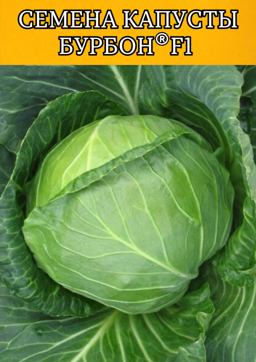 Бурбон  F1 2500 штук семена капусты белокочанной
