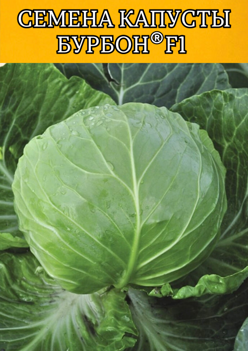 Бурбон  F1 2500 штук семена капусты белокочанной