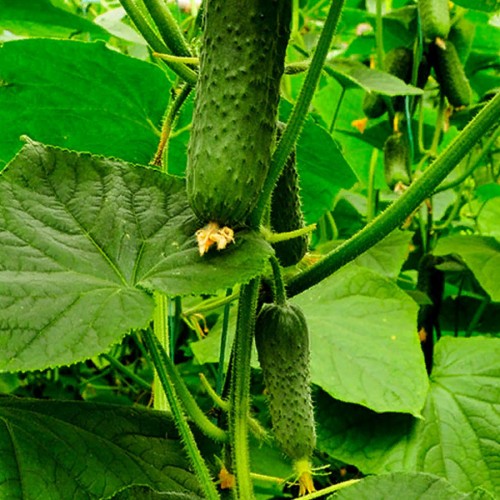 Седрик F1 500 штук семена огурца