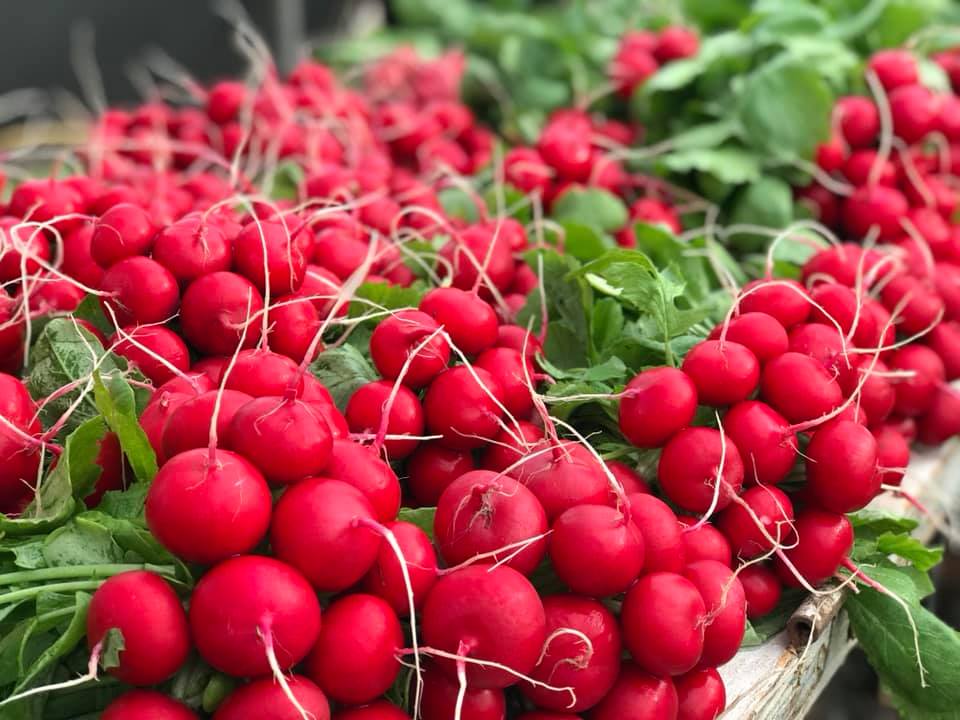 Мелито F1 семена редиса