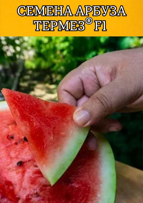 ТЕРМЕЗ F1 семена арбуза