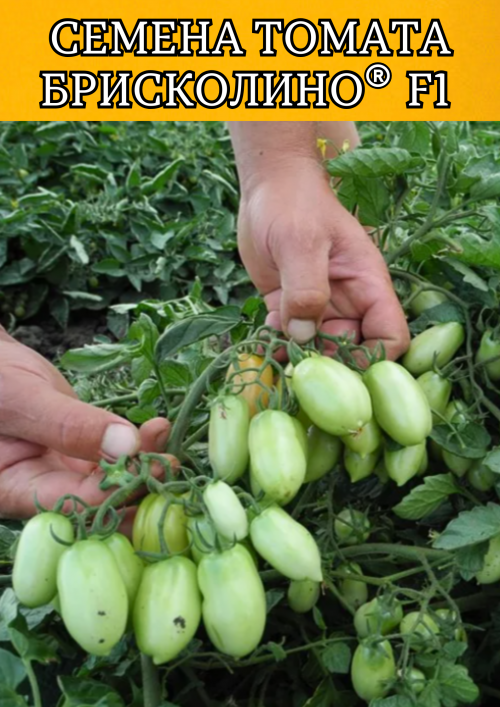 Брисколино F1 1000 штук семена томата-черри