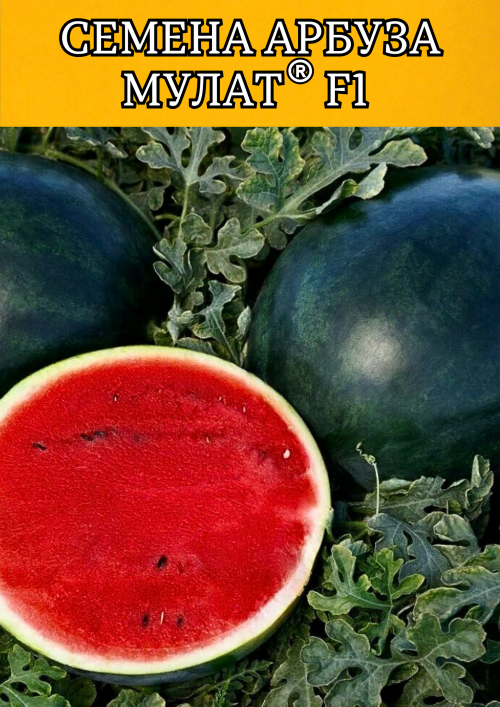 Мулат F1 семена арбуза