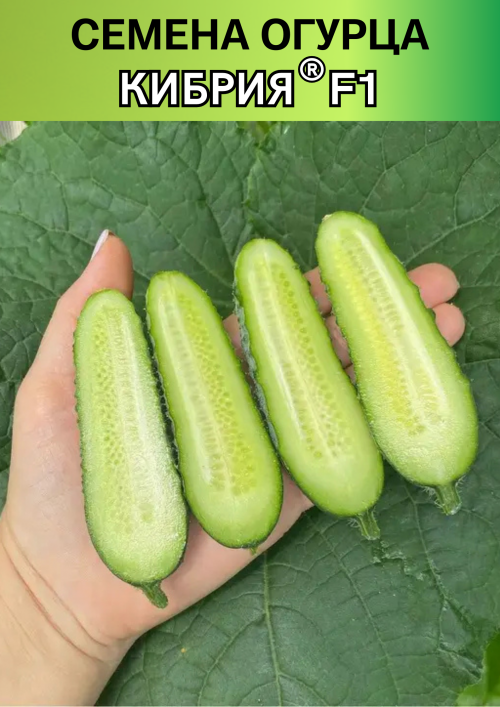 Кибрия F1 семена огурца