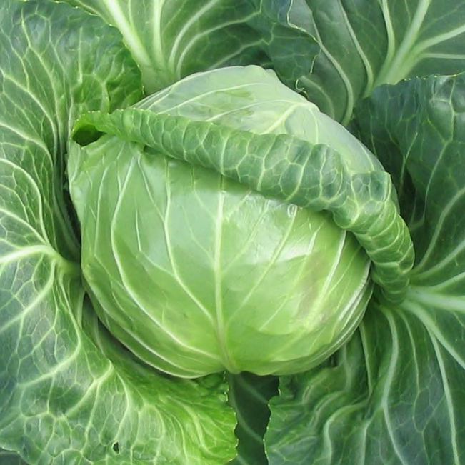 Етма F1 семена капусты белокочанной