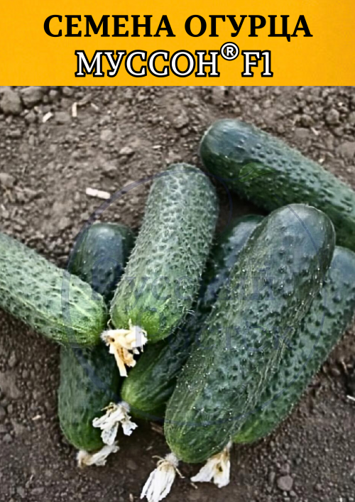 Муссон F1 100 штук семена огурца