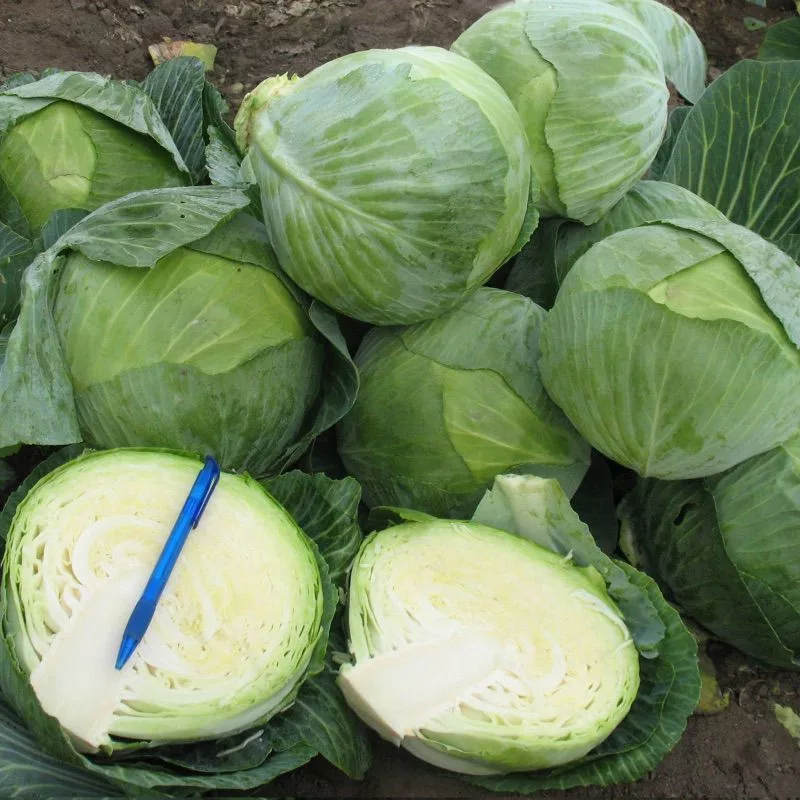 Лион F1 2500 штук семена капусты белокочанной