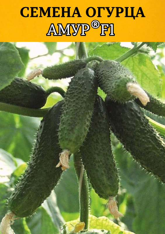 Амур F1 семена огурца