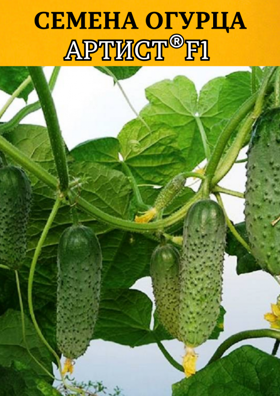 Артист F1 семена огурцов