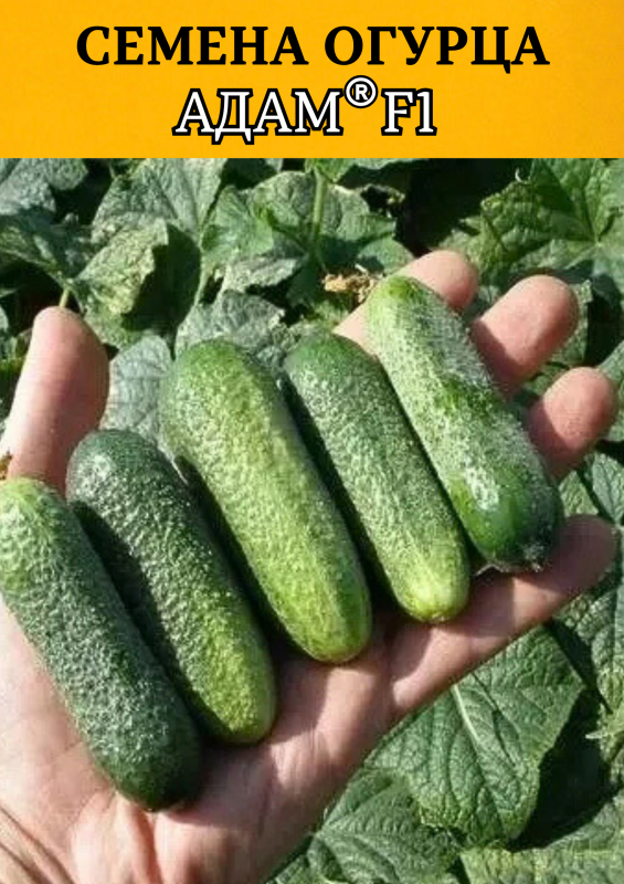 Адам F1 семена огурца