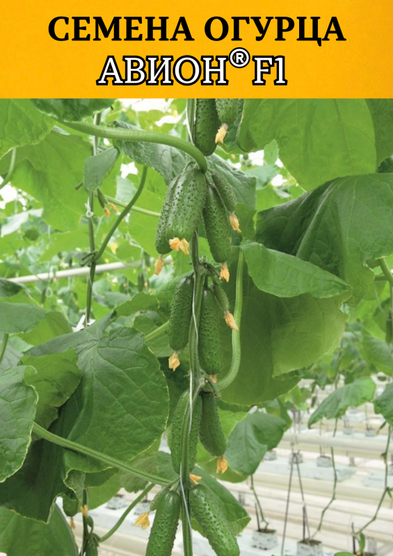 Авион F1 семена огурца