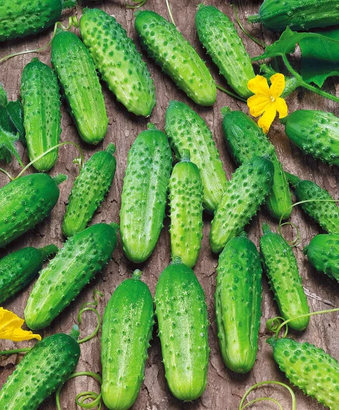 Гектор F1 1000 штук семена огурца