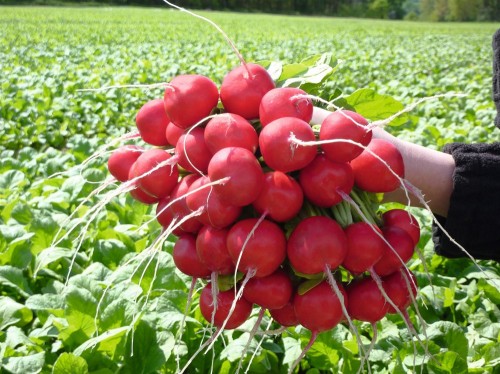 Розетта F1 семена редиса