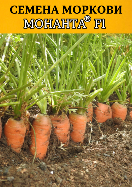 Монанта F1 семена моркови