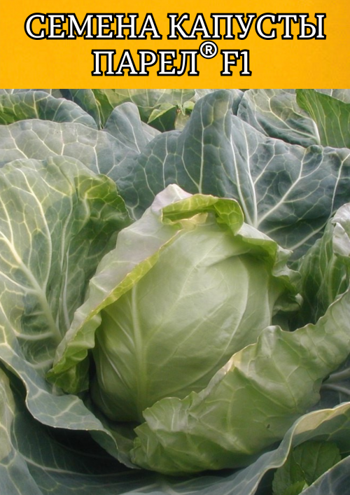 Парел F1 2500 штук семена капусты белокочанной