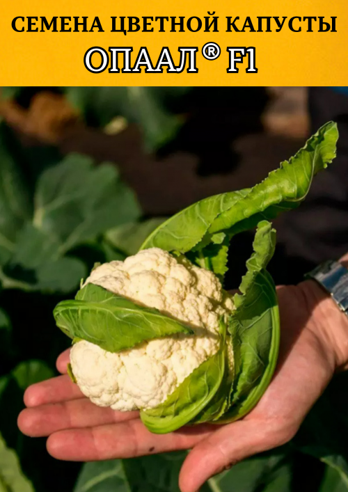 Опаал 1000 штук семена цветной капусты