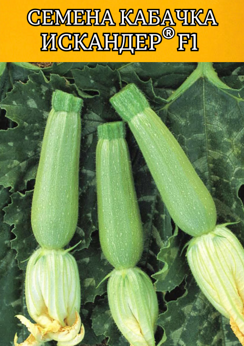 Искандер F1 семена кабачка