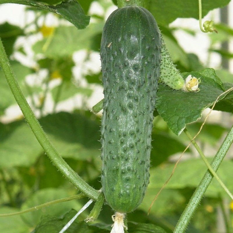 Маринда семена огурца 250 штук