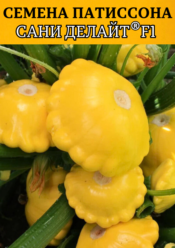 Сани Делайт F1 семена патиссона