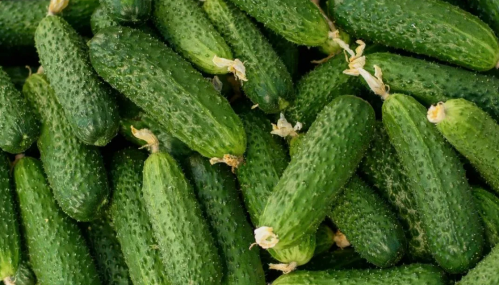 Абсолют F1 1000 штук семена огурца