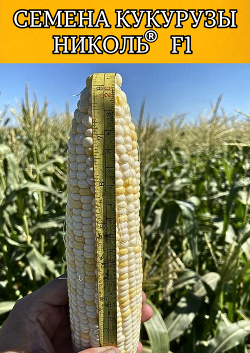 Николь F1 семена белой сахарной кукурузы