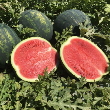 Лузитана F1 семена арбуза 100 штук