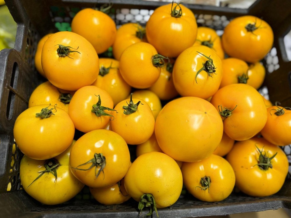 Александр F1 семена томата 1000 штук