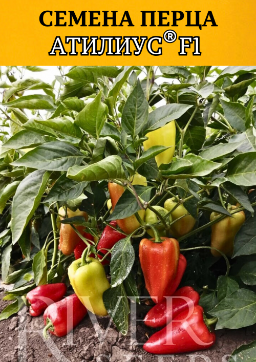 Атилиус F1 семена перца