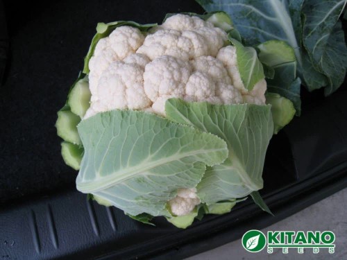 Капуста цветная