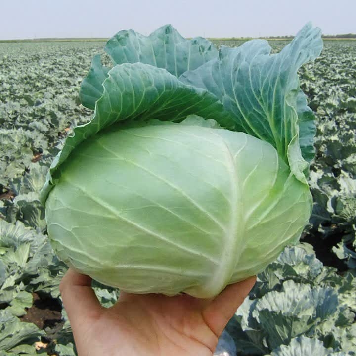 Наоми F1 семена белокочанной капусты 2500 штук