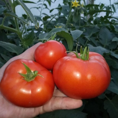 Полбиг F1 семена томата 1000 штук