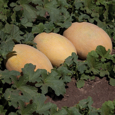 KS 6188 F1 семена дыни 500 штук