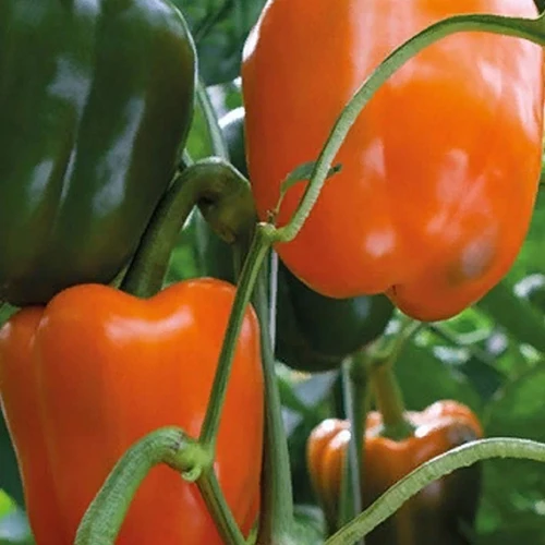 Магно F1 семена перца сладкого 500 штук