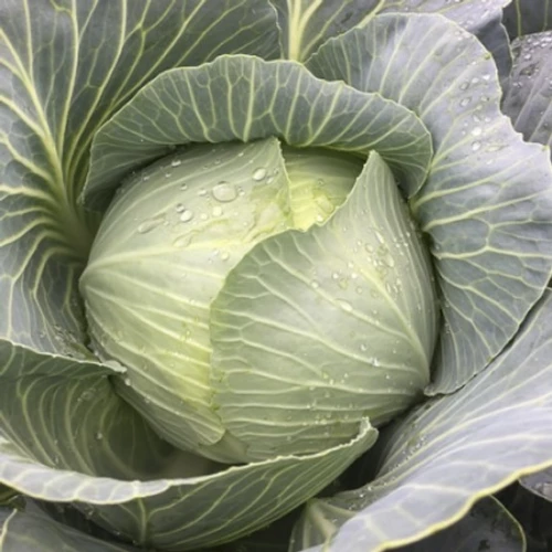 Конгама F1 семена белокочанной капусты