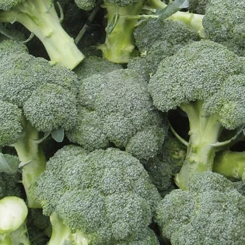 Агасси F1 семена капусты брокколи 1000 штук