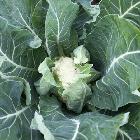 Пруденция F1 семена цветной капусты