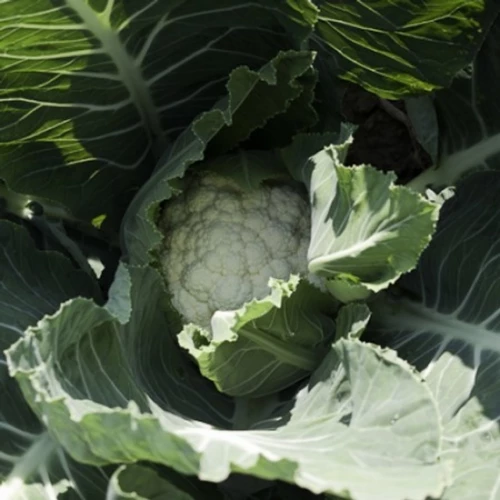 Стабилис F1 семена цветной капусты