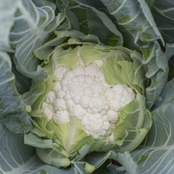Социус F1 семена цветной капусты