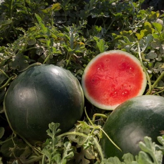 Титания F1 семена арбуза