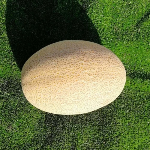 Самит F1 семена дыни 1000 штук