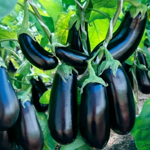 Эпик F1 семена баклажана 1000 штук