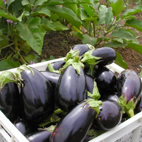 Эпик F1 семена баклажана 1000 штук