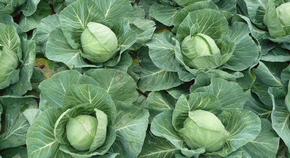 Грин Флэш F1 семена белокочанной капусты 2500 штук