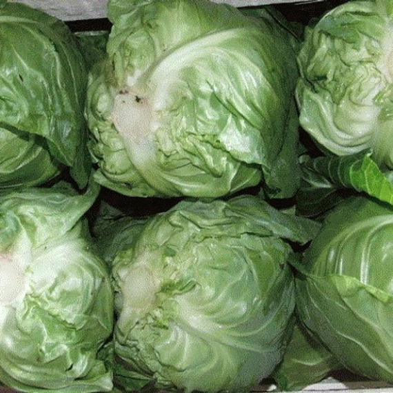 Пандион F1 семена белокочанной капусты 2500 штук