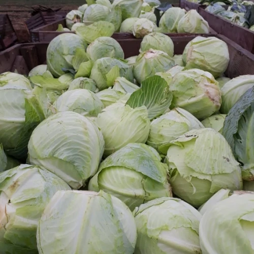 Аммон F1 семена белокочанной капусты 2500 штук