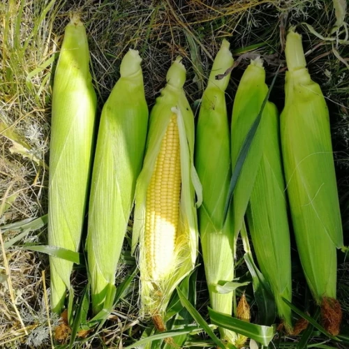 Трофи F1 семена кукурузы 5000 штук