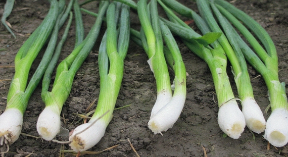 Грин Баннер F1 семена лука на перо